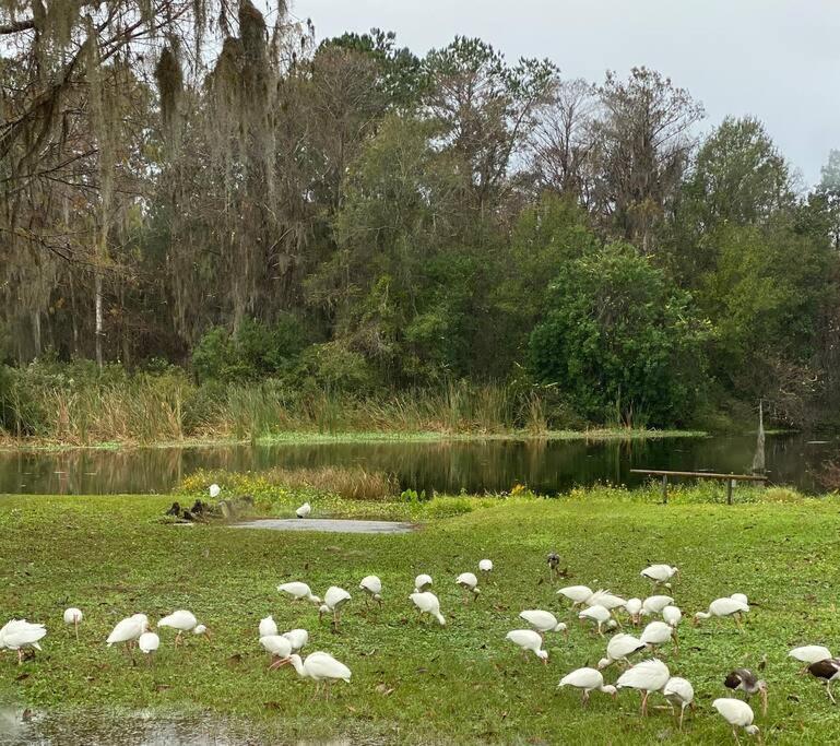 Professor Rousseau'S Manatee Bay Apartman Crystal River Kültér fotó